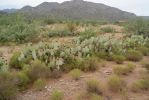 Opuntia orbiculata, Congress, AZ