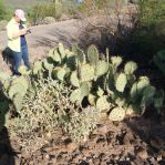 Opuntia oribculata, Tumamoc Hill, Tucson, AZ