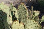 Opuntia oribculata, Tumamoc Hill, Tucson, AZ