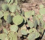 Opuntia oribculata, Tumamoc Hill, Tucson, AZ