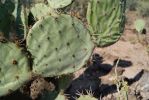 Opuntia oribculata, Tumamoc Hill, Tucson, AZ