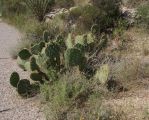 Opuntia oribculata, Catalina Rd, Tucson, AZ