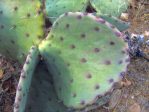 Opuntia orbiculata spineless variant (dillei)