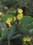 Opuntia orbiculata spineless variant (dillei)