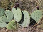 Opuntia orbiculata spineless variant (dillei) clonotype