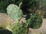 Opuntia orbiculata spineless variant (dillei), San Angelo, TX