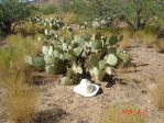 Opuntia orbiculata, Bagdad, AZ