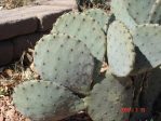 Opuntia orbiculata spineless variant (dillei), Rio Grande Botanic Garden, NM