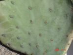 Opuntia orbiculata spineless variant (dillei), Rio Grande Botanic Garden, NM