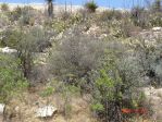 Opuntia orbiculata, Artesia, NM