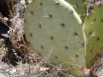 Opuntia orbiculata, Artesia, NM