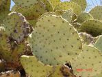 Opuntia orbiculata, Artesia, NM