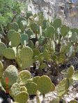 Opuntia orbiculata, near Carlsbad Caverns, NM