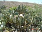 Opuntia orbiculata, near Carlsbad Caverns, NM