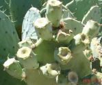 Opuntia orbiculata, green fruit, near Carlsbad Caverns, NM