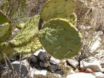 Opuntia orbiculata, near Carlsbad Caverns, NM