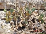 Opuntia orbiculata, near Carlsbad Caverns, NM