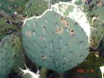 Opuntia orbiculata, Aguirre Springs, NM