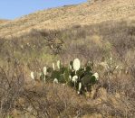 Opuntia orbiculata