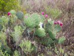 Opuntia orbiculata, northern TX, Dave VanLangen