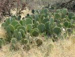 Opuntia orbiculata, Katja Schulz