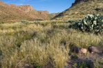 Opuntia orbiculata, Peloncillo Mountains, Patrick Alexander