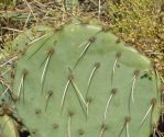 Opuntia orbiculata, Arbuckle Mts, OK