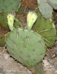 Opuntia orbiculata, Arbuckle Mts, OK