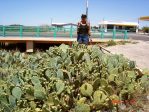 Opuntia orbiculata, cultivated plants, Artesia, NM