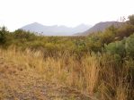 Opuntia orbiculata, Big Bend, photographer unknown