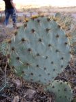 Opuntia orbiculata, City of Rocks, New Mexico