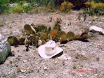 Opuntia orbiculata, Artesia, NM