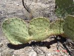 Opuntia orbiculata, Artesia, NM