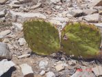 Opuntia orbiculata, Artesia, NM