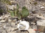 Opuntia orbiculata, Artesia, NM