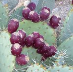 Opuntia orbiculata fruit, Nancy Hussey