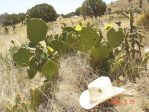 Opuntia orbiculata, Guadalupe Mts National Park, TX