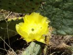 Opuntia orbiculata, flower, Guadalupe Mts National Park, TX