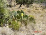 Opuntia orbiculata, Guadalupe Mts National Park, TX