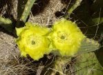 Opuntia orbiculata, flower, Guadalupe Mts National Park, TX