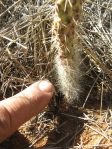 Opuntia orbiculata, hairy seedling, Wickett, TX