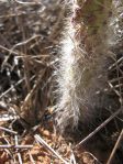 Opuntia orbiculata, hairy seedling, Wickett, TX