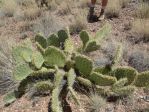 Opuntia orbiculata, extra spiny, AZ, Hayes Jackson