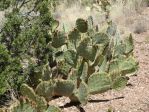 Opuntia orbiculata, AZ, Hayes Jackson