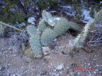 Opuntia orbiculata, late winter, hills above Albuquerque, NM