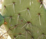 Opuntia orbiculata, spines, NM