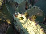 Opuntia orbiculata, Phoenix, AZ Garden