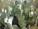 Opuntia orbiculata, Phoenix, AZ Garden