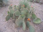 Opuntia orbiculata, Rio Communities, New Mexico