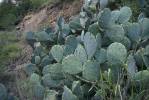 Opuntia orbiculata, Mineral Wells, TX, Ron Breer